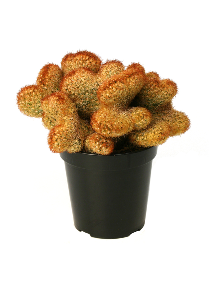 Image result for copper king cactus care