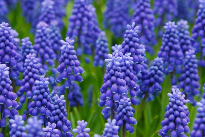 purple-hyacinth-variety.jpg