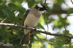 白头鹎 Pycnonotus sinensis